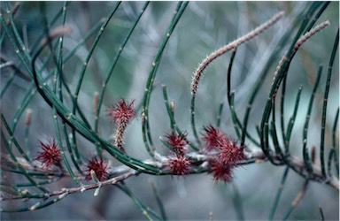 APII jpeg image of Allocasuarina crassa  © contact APII