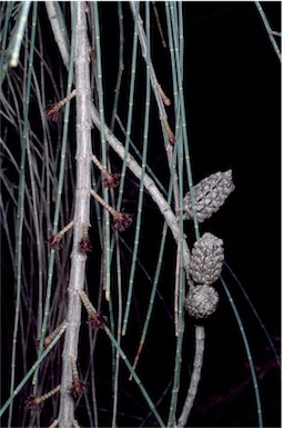 APII jpeg image of Allocasuarina distyla  © contact APII