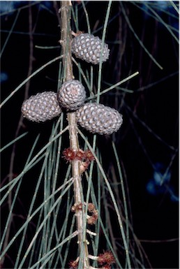 APII jpeg image of Allocasuarina huegeliana  © contact APII