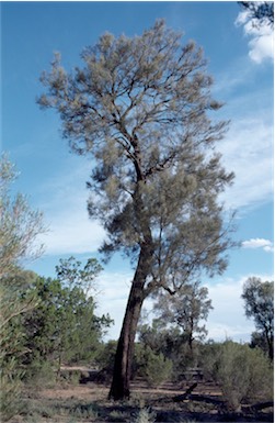 APII jpeg image of Allocasuarina lehmanniana  © contact APII