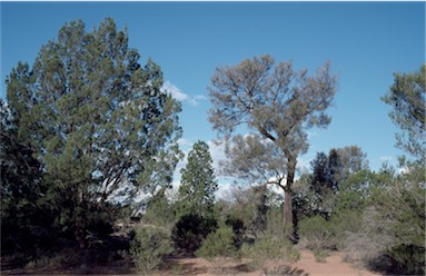 APII jpeg image of Callitris gracilis,<br/>Allocasuarina lehmanniana  © contact APII