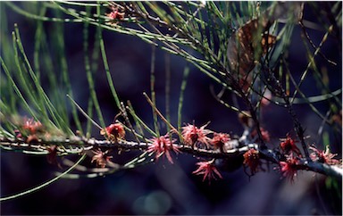 APII jpeg image of Allocasuarina nana  © contact APII