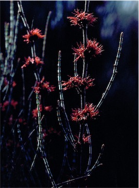 APII jpeg image of Allocasuarina paludosa  © contact APII