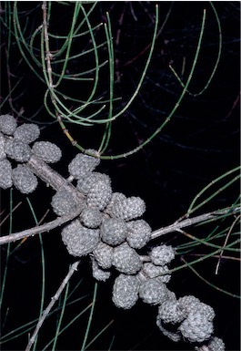 APII jpeg image of Allocasuarina paludosa  © contact APII