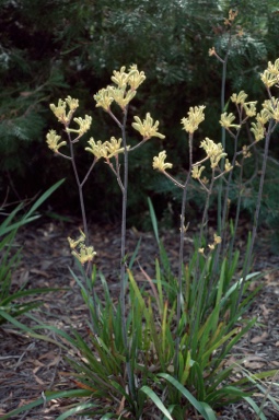 APII jpeg image of Anigozanthos flavidus  © contact APII