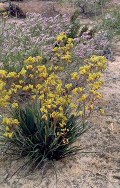 APII jpeg image of Anigozanthos pulcherrimus  © contact APII