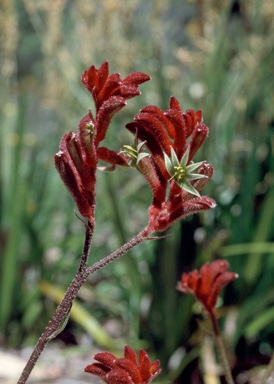 APII jpeg image of Anigozanthos 'Bush Ranger'  © contact APII