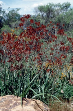 APII jpeg image of Anigozanthos 'Bush Ruby'  © contact APII