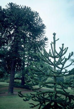 APII jpeg image of Araucaria araucana  © contact APII