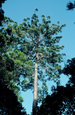 APII jpeg image of Araucaria cunninghamii  © contact APII