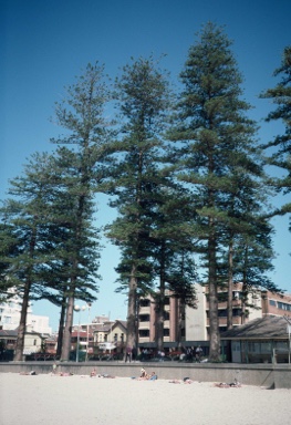 APII jpeg image of Araucaria heterophylla  © contact APII