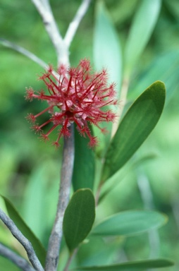 APII jpeg image of Asteromyrtus brassii  © contact APII