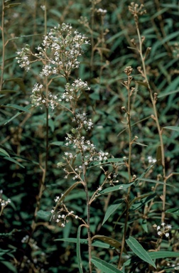 APII jpeg image of Astrotricha longifolia  © contact APII