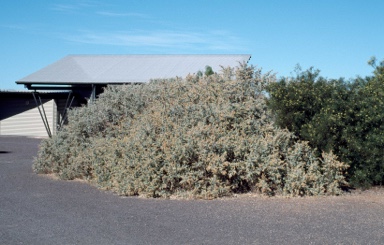 APII jpeg image of Atriplex nummularia  © contact APII