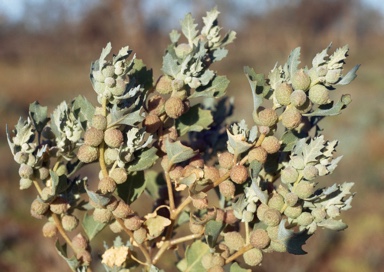 APII jpeg image of Atriplex spongiosa  © contact APII