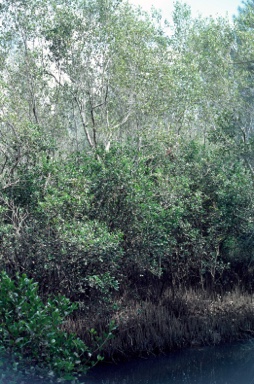 APII jpeg image of Avicennia marina,<br/>Aegiceras corniculatum  © contact APII