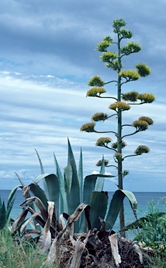 APII jpeg image of Agave americana  © contact APII