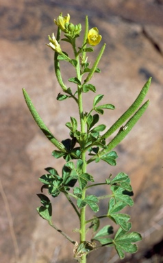 APII jpeg image of Cleome viscosa  © contact APII