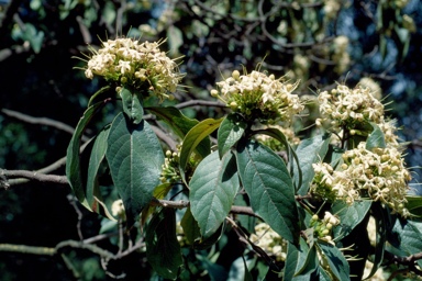 APII jpeg image of Clerodendrum tomentosum var. tomentosum  © contact APII