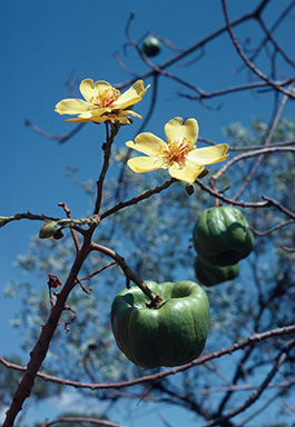 APII jpeg image of Cochlospermum gillivraei  © contact APII