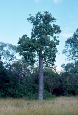 APII jpeg image of Brachychiton australis  © contact APII