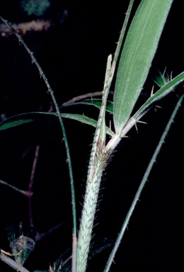 APII jpeg image of Calamus muelleri  © contact APII