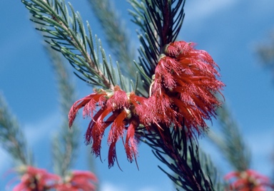 APII jpeg image of Calothamnus quadrifidus subsp. asper  © contact APII