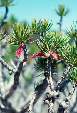 APII jpeg image of Calothamnus quadrifidus subsp. asper  © contact APII