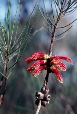 APII jpeg image of Calothamnus gilesii  © contact APII