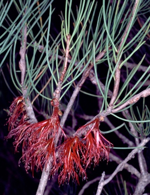 APII jpeg image of Calothamnus gilesii  © contact APII