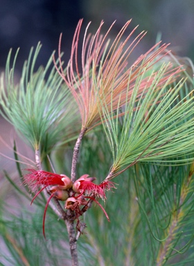 APII jpeg image of Calothamnus graniticus subsp. leptophyllus  © contact APII