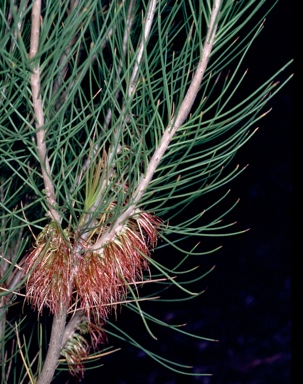 APII jpeg image of Calothamnus lateralis  © contact APII