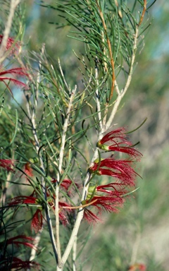 APII jpeg image of Calothamnus quadrifidus  © contact APII