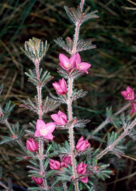 APII jpeg image of Boronia albiflora  © contact APII