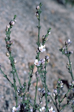 APII jpeg image of Boronia coerulescens subsp. coerulescens  © contact APII