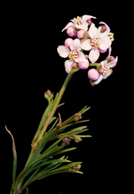 APII jpeg image of Boronia cymosa  © contact APII