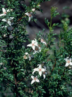 APII jpeg image of Boronia eriantha  © contact APII