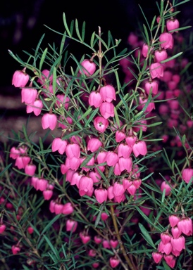 APII jpeg image of Boronia heterophylla  © contact APII