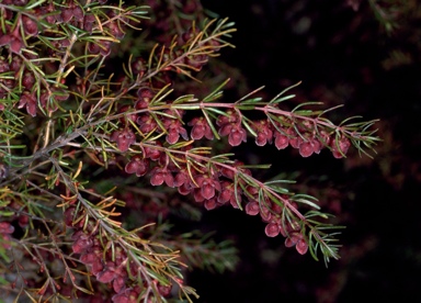 APII jpeg image of Boronia megastigma  © contact APII