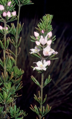 APII jpeg image of Boronia pilosa subsp. pilosa  © contact APII