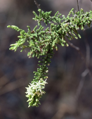 APII jpeg image of Calytrix achaeta  © contact APII