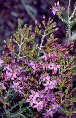 APII jpeg image of Calytrix leschenaultii  © contact APII