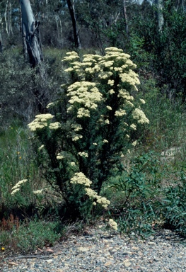 APII jpeg image of Cassinia aculeata  © contact APII