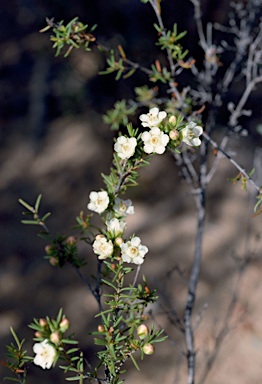 APII jpeg image of Chamelaucium sp.  © contact APII