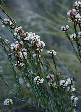 APII jpeg image of Chamelaucium sp. Winchester (C.Chapman s.n. PERTH 07879180)  © contact APII