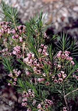 APII jpeg image of Chamelaucium uncinatum 'Variegated Blush'  © contact APII