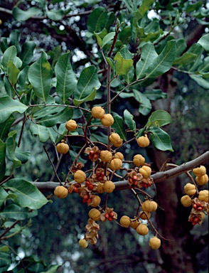 APII jpeg image of Cupaniopsis anacardioides  © contact APII