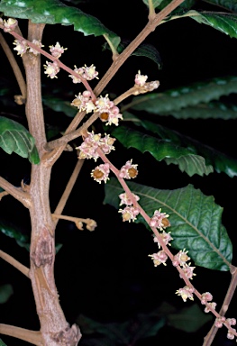 APII jpeg image of Cupaniopsis flagelliformis var. australis  © contact APII