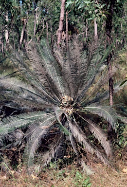 APII jpeg image of Cycas calcicola  © contact APII