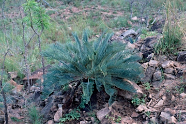 APII jpeg image of Cycas platyphylla  © contact APII